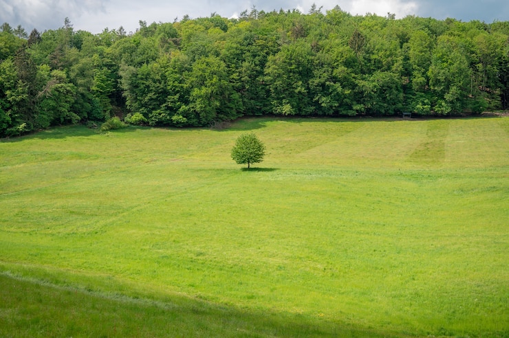 Foto grátis área de recreação odenwald no coração da europa