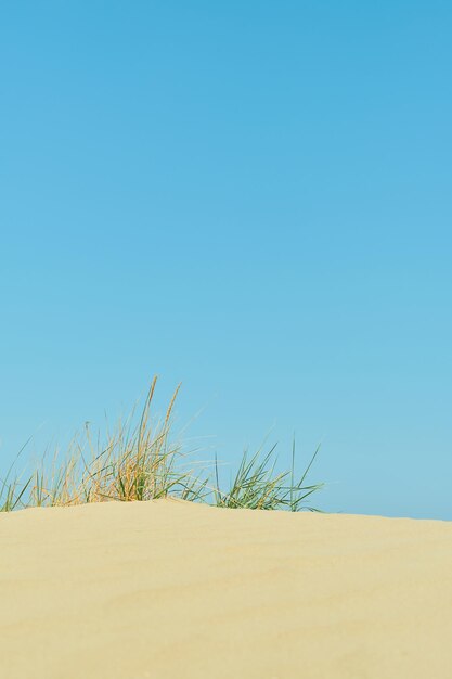 Areia de tiro vertical de praia selvagem e grama azul brilhante do céu de verão na crista de um cenário de ideia de férias à beira-mar de dunas ou protetor de tela para publicidade