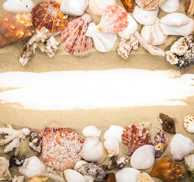 Foto grátis areia e conchas quadro