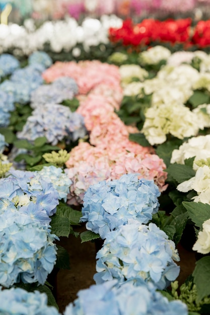 Arranjo com flores coloridas em um mercado