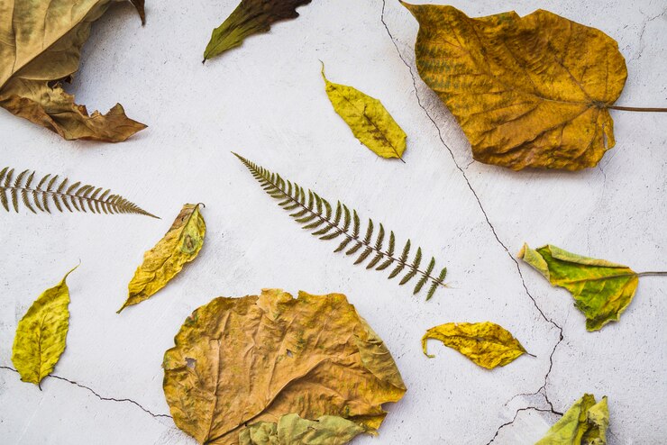 Foto grátis arranjo com folhas amarelas e marrons secas