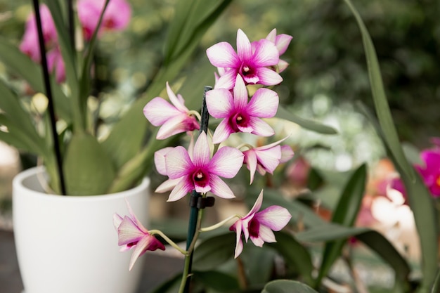 Foto grátis arranjo com linda flor no mercado