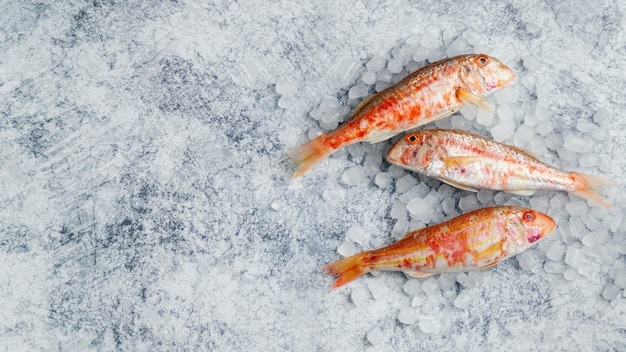 Foto grátis arranjo criativo de peixe cru