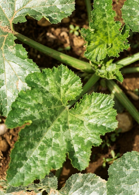 Foto grátis arranjo de folhas verdes de vista superior