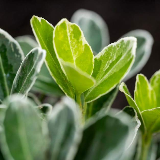 Arranjo de folhas vermelhas na natureza