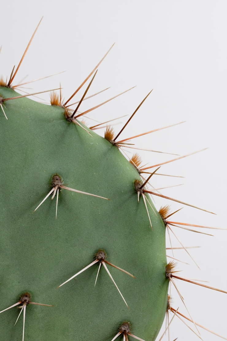 Foto grátis arranjo de natureza morta de planta de casa verde