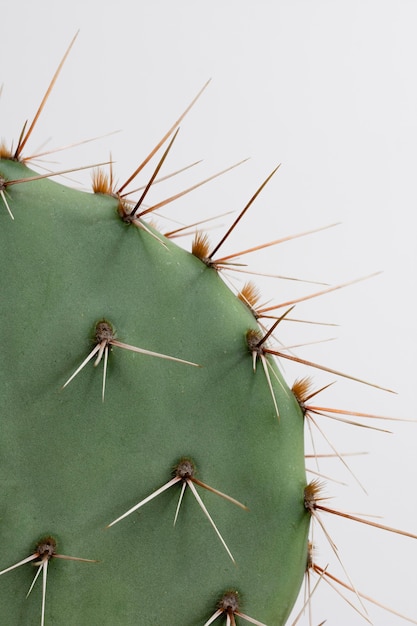 Arranjo de natureza morta de planta de casa verde