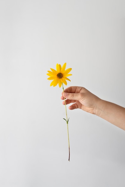 Arranjo de natureza morta para dia de paz com flores