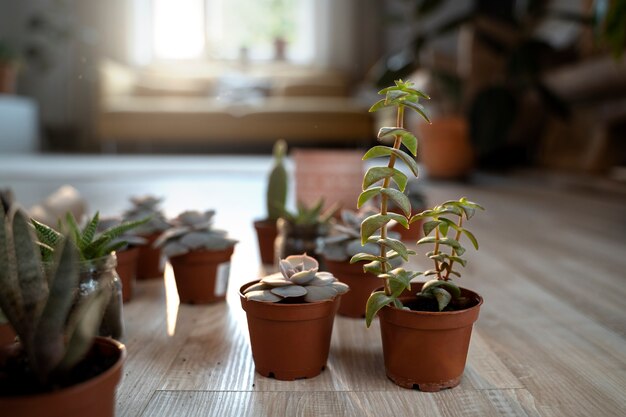 Arranjo de plantas fofas de alto ângulo