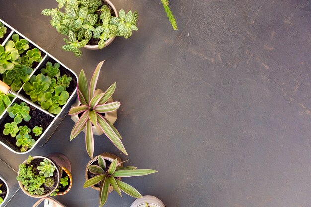 Arranjo de vista superior de plantas diferentes, com espaço de cópia