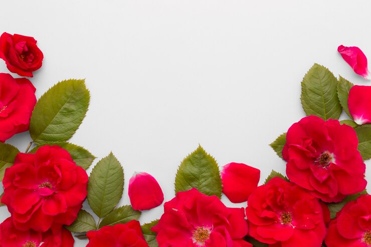 Foto grátis arranjo liso leigo de rosas de iceberg