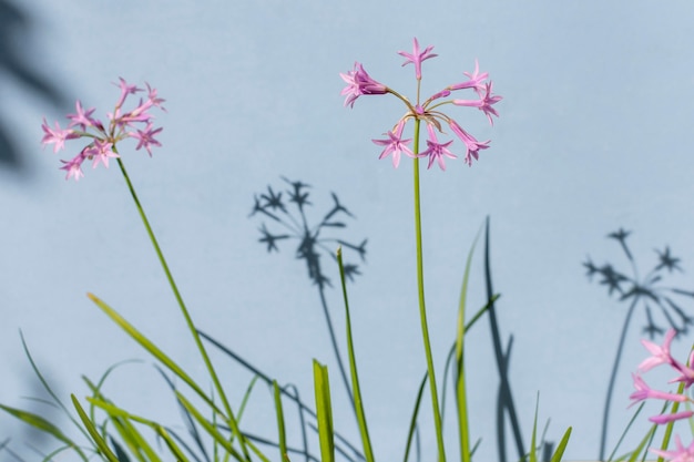 Foto grátis arranjo mínimo da planta natural