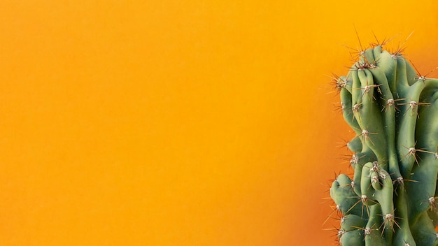 Arranjo natural de plantas em fundo monocromático
