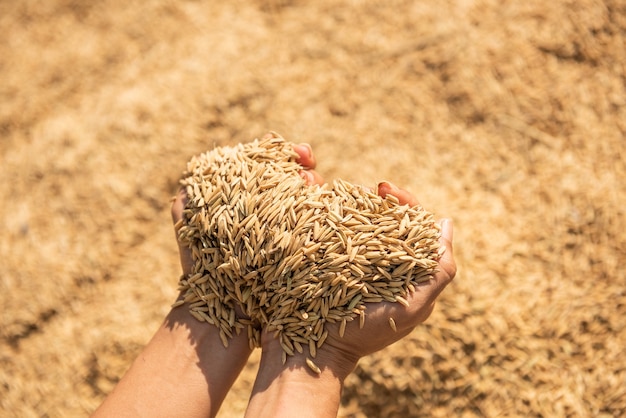 Foto grátis arroz na colheita, o arroz amarelo dourado na mão, fazendeiro carregando o arroz na mão, arroz.