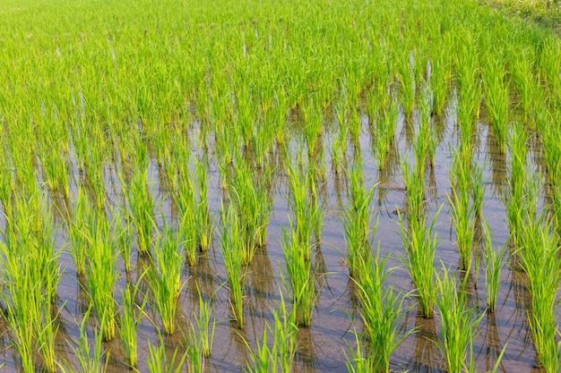 Arroz novo que cresce no campo de almofada