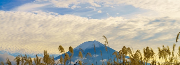 Foto grátis Árvore azul pacífica montagem triângulo