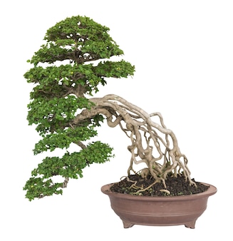 Árvore bonsai premna ou ficus isolada no fundo branco com traçado de recorte.
