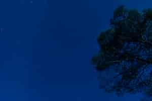 Foto grátis Árvore com fundo de noite estrelada