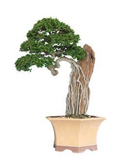 Árvore de bonsai premna ou ficus isolada no fundo branco com traçado de recorte.