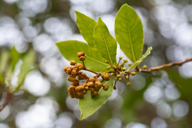 Árvore de ervas tropicais folha de louro, a erva rica em aroma, usada como ingrediente em muitos alimentos Foto Premium