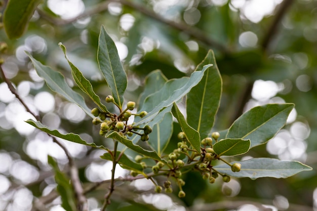 Árvore de ervas tropicais folha de louro, a erva rica em aroma, usada como ingrediente em muitos alimentos Foto Premium