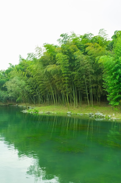 Arvore de fundo alto verde