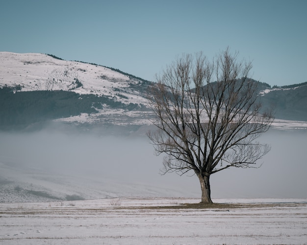Árvore em um campo e uma montanha ao longe coberta de neve