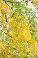 Foto grátis Árvore florida da flor da fístula de cassia