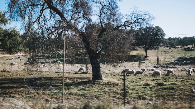Foto grátis Árvore grande e pastoreio de ovelha