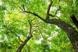 Foto grátis Árvore na floresta com folha verde