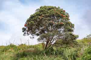 Foto grátis Árvore pohutukawa em flor