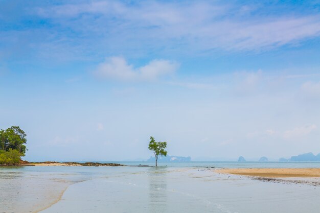 árvore solitária pelo mar