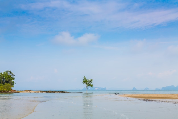 árvore solitária pelo mar