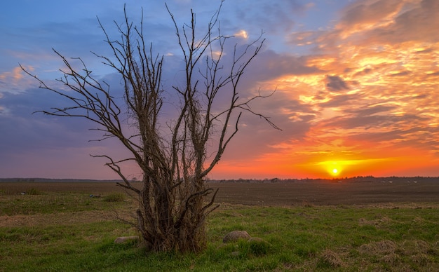 Árvore única no campo durante o pôr do sol