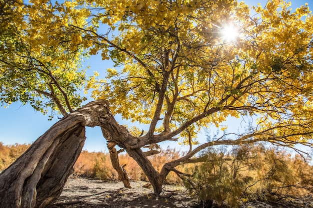 Árvore velha em uma paisagem ensolarada