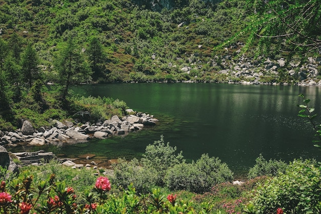 Foto grátis Árvore verde perto de corpo d'água