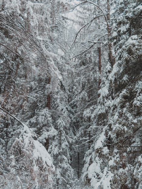 Árvores altas da floresta cobertas com uma espessa camada de neve no inverno