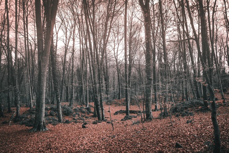Foto grátis árvores altas e nuas em uma floresta no outono sob a luz do sol - ótimo para conceitos assustadores