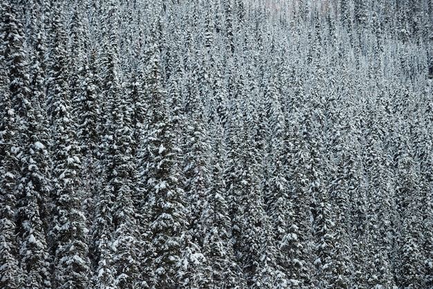 Árvores cobertas de neve