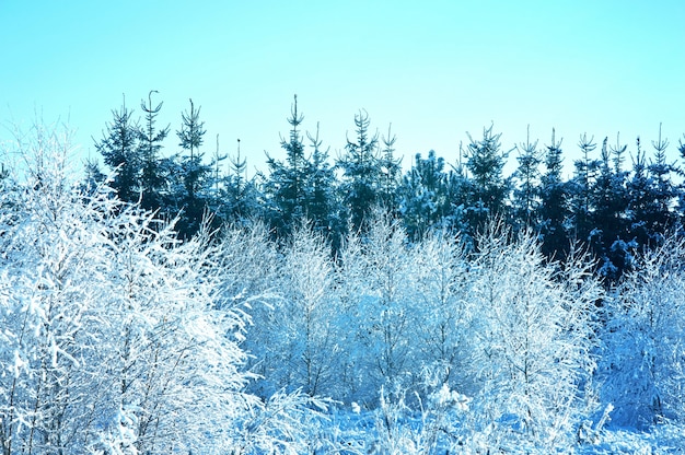 árvores cobertas de neve