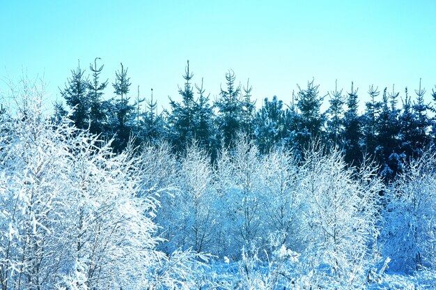 árvores cobertas de neve