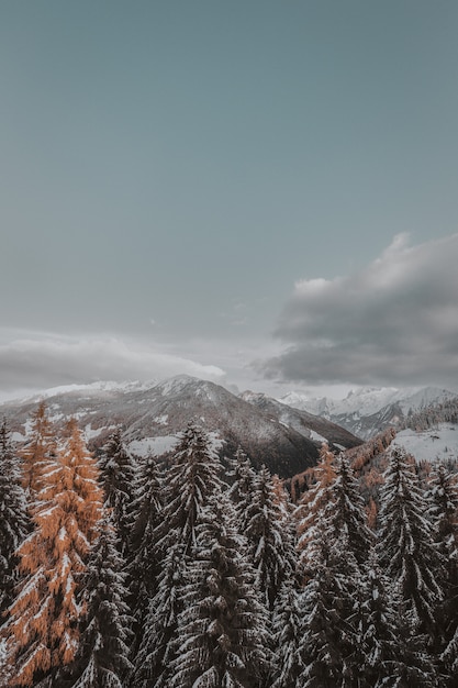 Foto grátis Árvores cobertas de neve