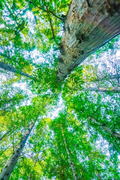 Foto grátis Árvores com folhas verdes