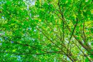 Foto grátis Árvores com folhas verdes