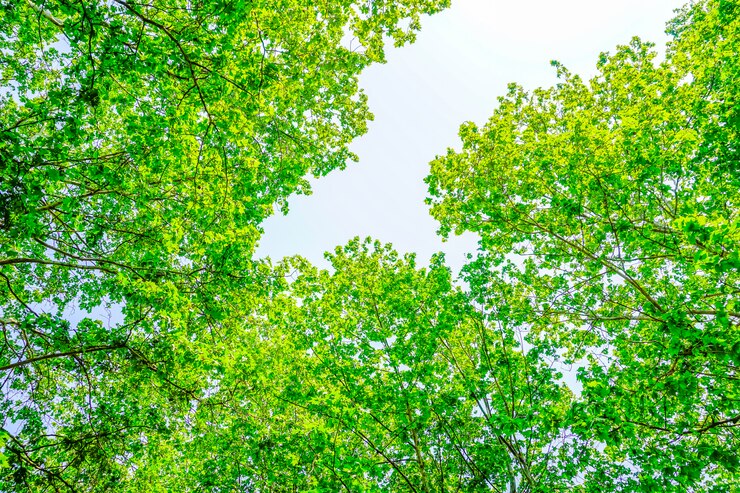 Foto grátis árvores com folhas verdes