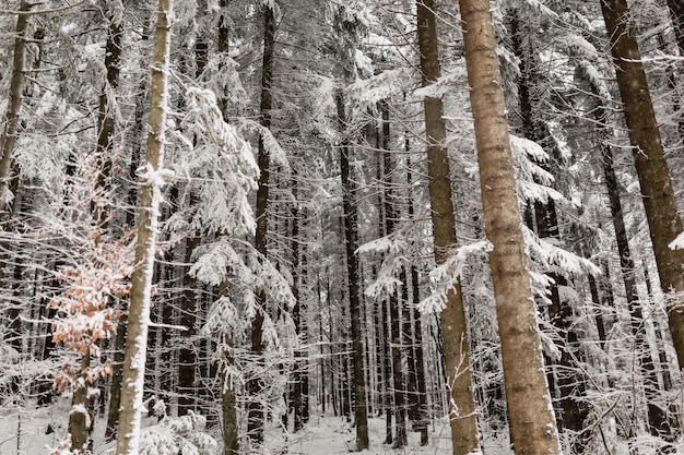 Árvores com neve no inverno