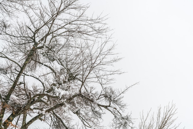 Árvores com neve