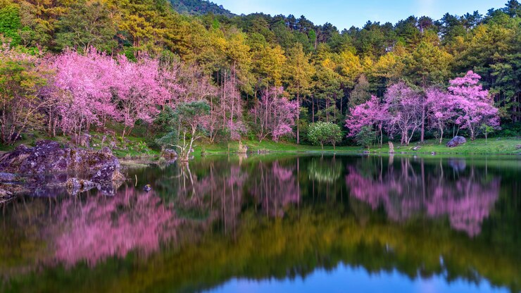 Foto grátis árvores de flores de cerejeira lindas florescendo na primavera.
