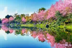 Foto grátis Árvores de flores de cerejeira lindas florescendo na primavera.