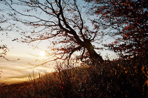 Foto grátis Árvores de outono nuas escuras ao nascer do sol nas montanhas dos cárpatos foto artística do mundo natural da beleza